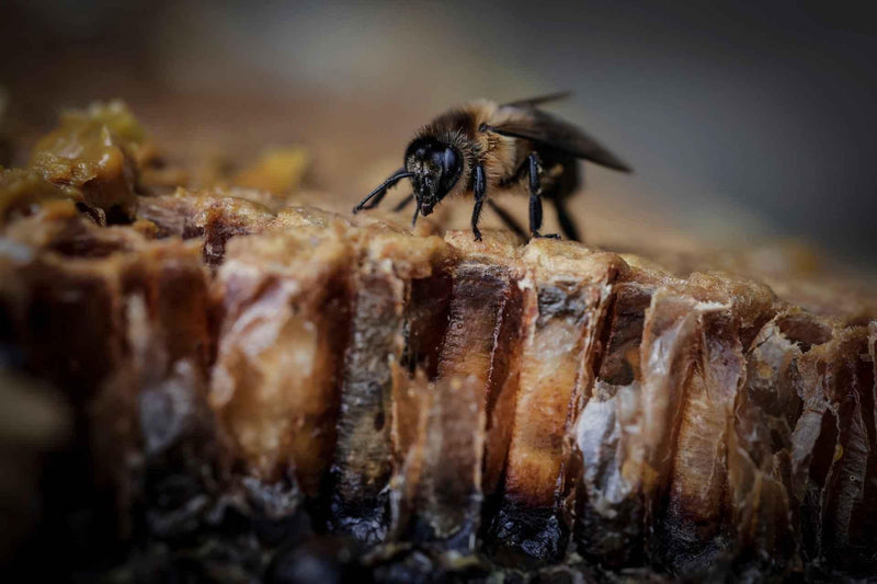bees_nepal_08 - Magaranger