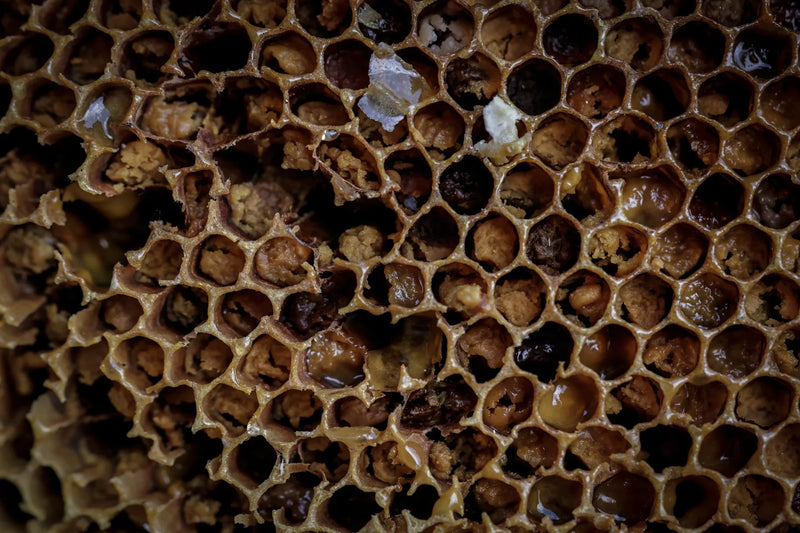 bees_nepal_31 - Magaranger